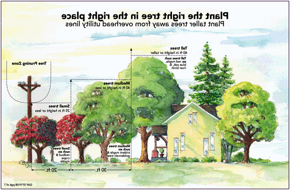Picture showing the relative heights of Tall, Medium, and Small trees compared to a power pole.